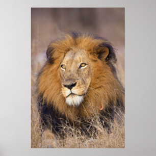 A portrait of a Lion looking into the distance Poster