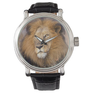 A portrait of a Lion looking into the distance Watch