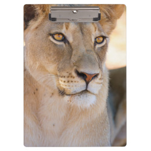 A portrait of a Lioness looking into the distance Clipboard