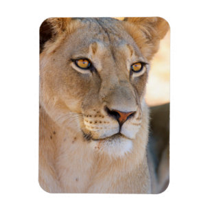 A portrait of a Lioness looking into the distance Magnet