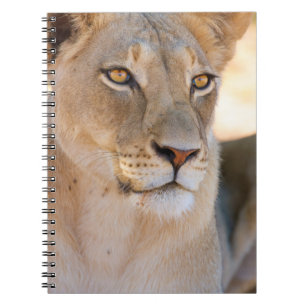 A portrait of a Lioness looking into the distance Notebook