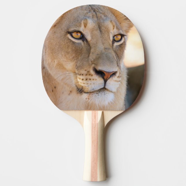 A portrait of a Lioness looking into the distance Ping Pong Paddle (Front)
