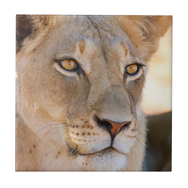 A portrait of a Lioness looking into the distance Tile (Front)