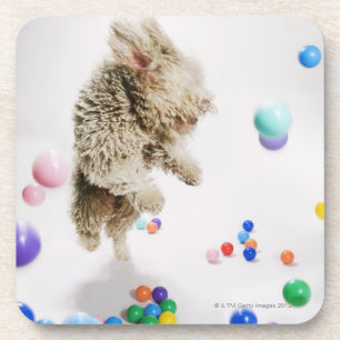 A Portuguese Waterdog jumping amongst falling Coaster