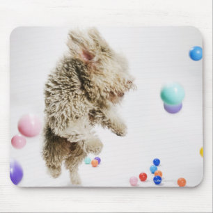 A Portuguese Waterdog jumping amongst falling Mouse Pad