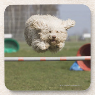 A Portuguese Waterdog jumping over a hurdle Coaster