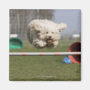 A Portuguese Waterdog jumping over a hurdle Magnet