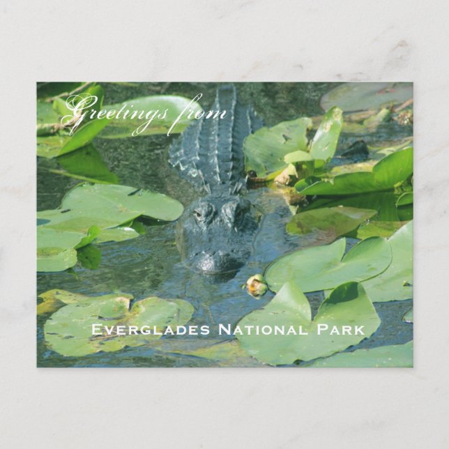 A postcard greeting from Everglades National Park (Front)