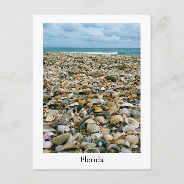 A postcard of a Florida, USA beach with sea shells (Front)