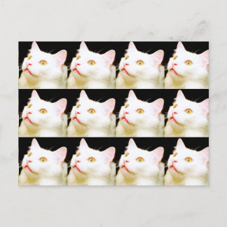 A Postcard of a White Cat, Cats, Postcrossing