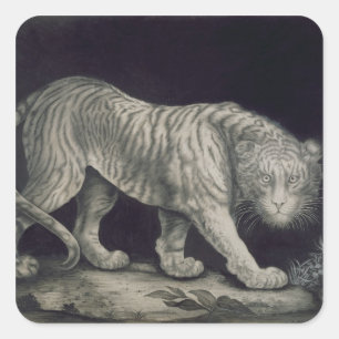 A Prowling Tiger (pencil on paper) Square Sticker