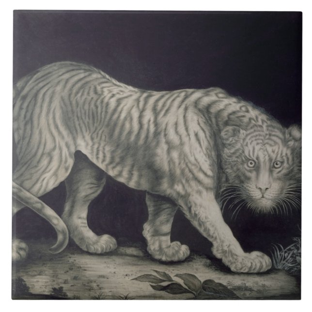 A Prowling Tiger (pencil on paper) Tile (Front)