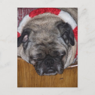A Pug Dog's Christmas Postcard