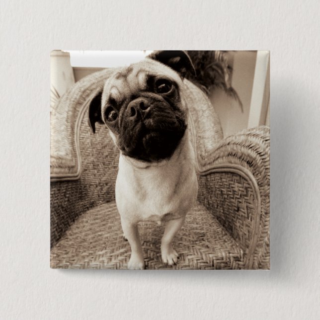 A Pug with its Head Titled to the Side 15 Cm Square Badge (Front)