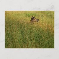 A Quick Peak Postcard