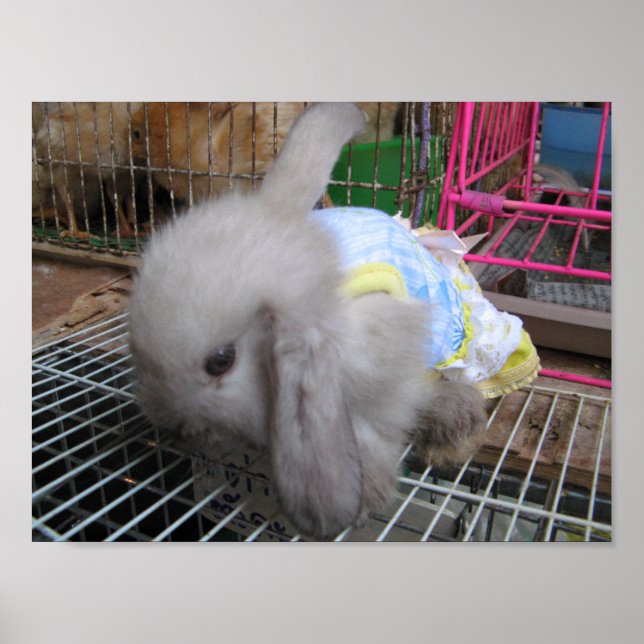 A Rabbit in a Dress  かわいい  幸せ Poster (Front)