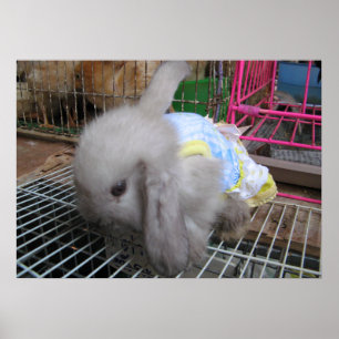 A Rabbit in a Dress かわいい 幸せ Poster