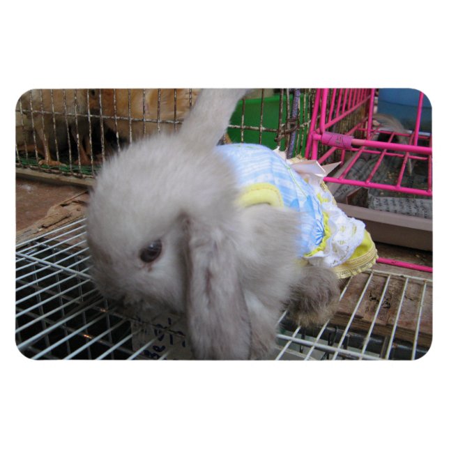 A Rabbit in a Dress Magnet (Horizontal)