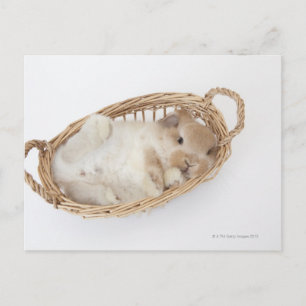 A rabbit is in a basket.Holland Lop. Postcard