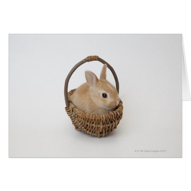 A rabbit is in a basket.Netherland Dwarf. (Front Horizontal)