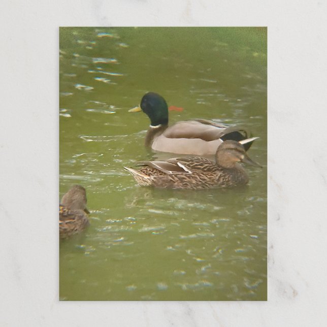 A Raft of Ducks in Pond Taylor Michigan Postcard (Creator Uploaded)