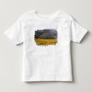 A rainbow appearing through a misty after noon toddler T-Shirt