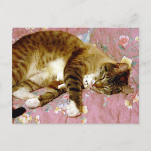 A Real Cat,A Fake Cat Postcard