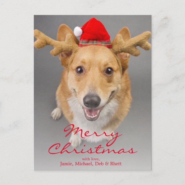 A Red and white Pembroke Welsh Corgi dog Holiday Postcard (Front)