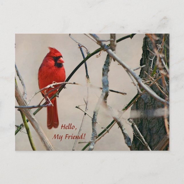 A Red Cardinal Bird on a Branch in the Woods Postcard (Front)