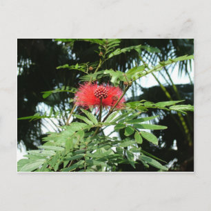 A red flower named Phoenix Postcard
