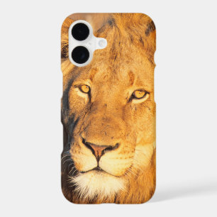 A Red Maned Lion looking at the camera.