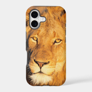 A Red Maned Lion looking at the camera.