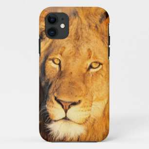 A Red Maned Lion looking at the camera. iPhone 11 Case