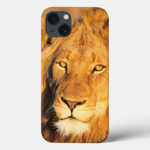 A Red Maned Lion looking at the camera. iPhone 13 Case