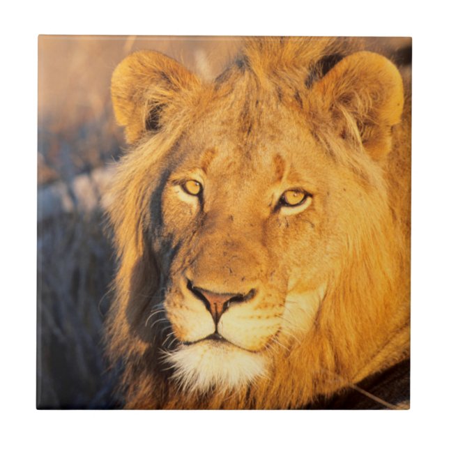 A Red Maned Lion looking at the camera. Ceramic Tile (Front)