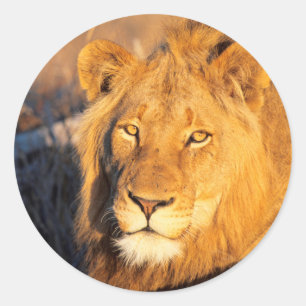 A Red Maned Lion looking at the camera. Classic Round Sticker