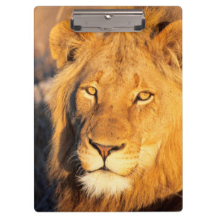 A Red Maned Lion looking at the camera. Clipboard