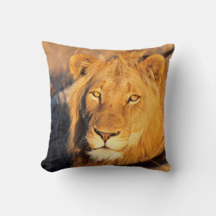 A Red Maned Lion looking at the camera. Cushion