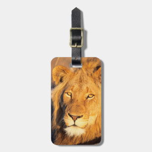 A Red Maned Lion looking at the camera. Luggage Tag