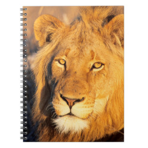 A Red Maned Lion looking at the camera. Notebook