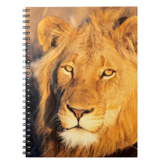 A Red Maned Lion looking at the camera. Notebook (Front)