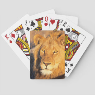 A Red Maned Lion looking at the camera. Playing Cards