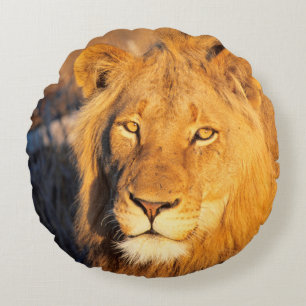 A Red Maned Lion looking at the camera. Round Cushion