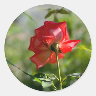 A red rose classic round sticker