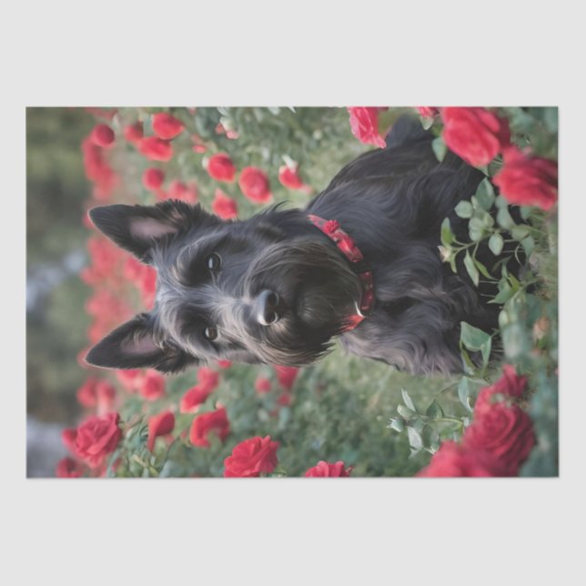 "A Red Rose for the Black Scottish Terrier" Tissue Paper (Front)