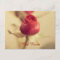 A Red Rose for your Sweetheart...