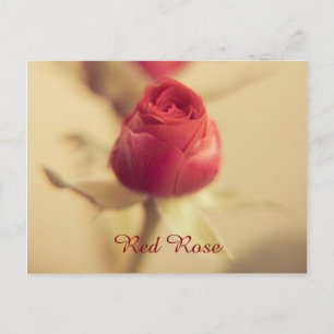 A Red Rose for your Sweetheart... Postcard