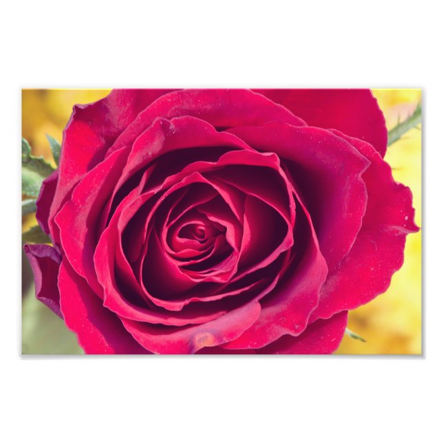 A red rose photo print (Front)