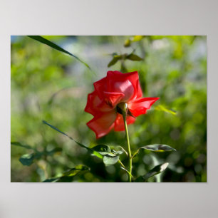 A red rose poster