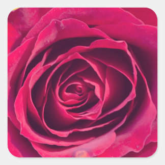 A red rose square sticker